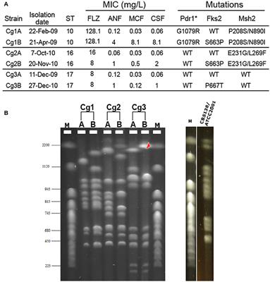 Genetic Drivers of Multidrug Resistance in Candida glabrata